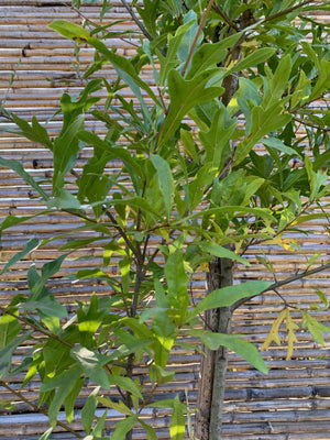 Roble Américano - Quercus rubra(1)