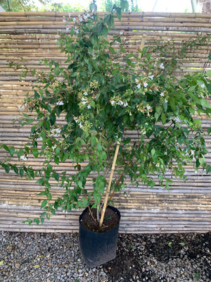 Abelia Arbustiva - Abelia Grandifolia
