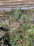 Abelia Rastrera - Abelia Variegata nana