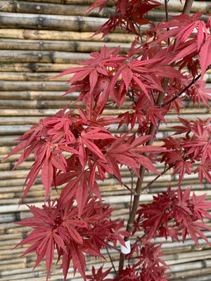 Acer palmatum "Skeeters Broom"