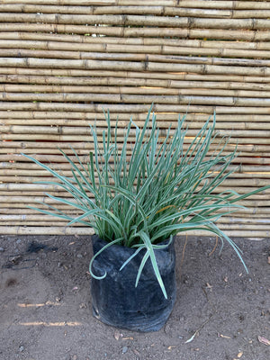 Allium Variegado (flor Lila)