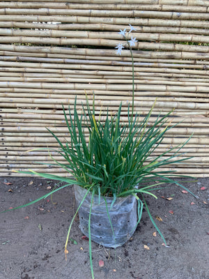 Allium ( flor blanca )