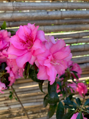 Azalea (60 - 80cm) - Rhododendron indicum