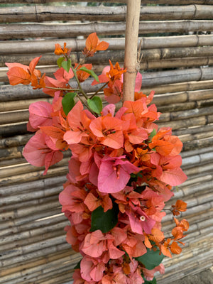 Bugambilia - Bougainvillea (0.8-1.0m)