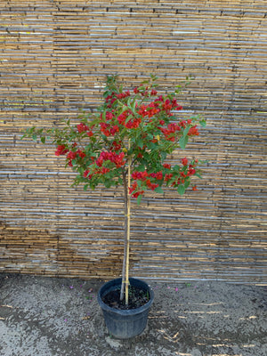 Bugambilia de Pie Alto - Bougainvillea de Pie Alto