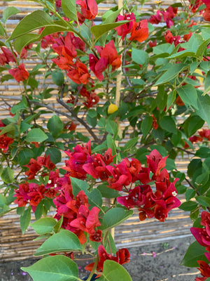 Bugambilia de Pie Alto - Bougainvillea de Pie Alto