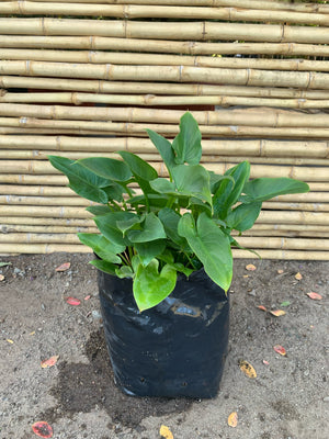 Cala Blanca Enana - Zantedeschia Aethiopica Var Nana
