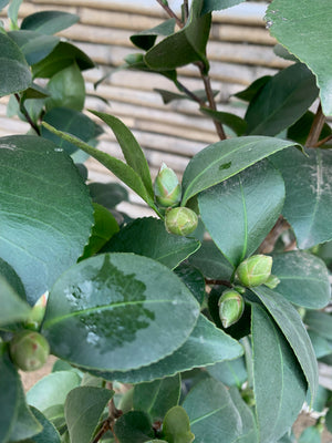 Camelia - Camelia Japónica (1 m)
