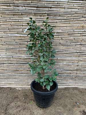 Camelia - Camelia Japónica (1 m)