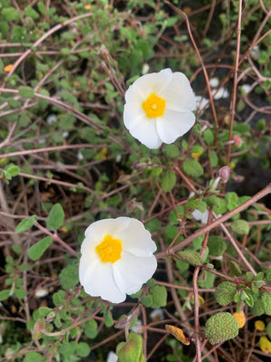 Cistus Rastrero - Cistus Salvifolius