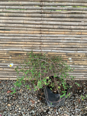 Cistus Rastrero - Cistus Salvifolius