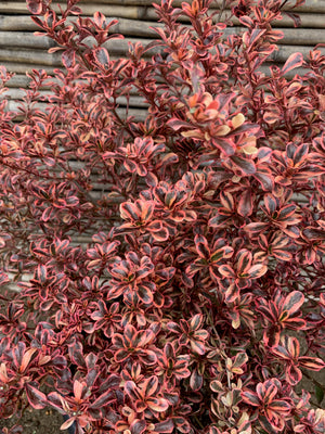 Coprosma Tequila (0.6-0.7m)