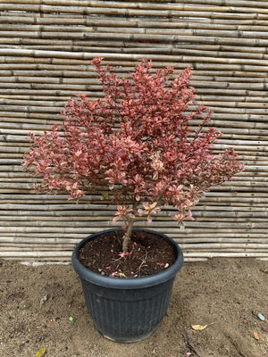 Coprosma Tequila (0.6-0.7m)