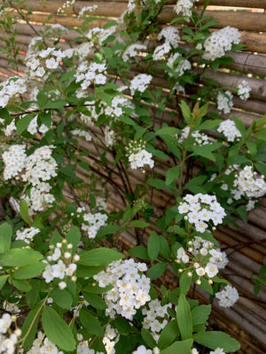 Corona del Poeta - Spirea Cantoniensis