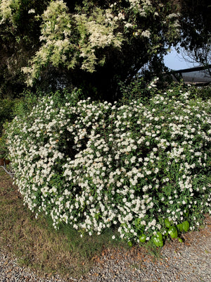 Corona del Poeta - Spirea Cantoniensis