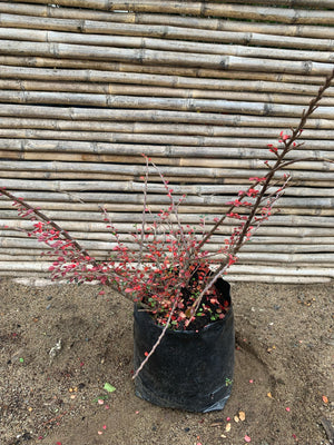 Cotoneaster Horizontal - Cotoneaster Horizontalis