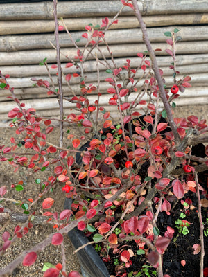 Cotoneaster Horizontal - Cotoneaster Horizontalis