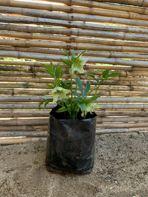 Eléboro fétido - Helleborus foetidus