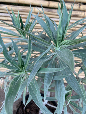 Equium -Echium fastuosum o candicans