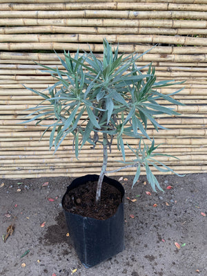 Equium -Echium fastuosum o candicans