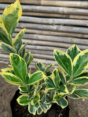 Evónimo Fortunei - Euonymus fortunei (0.2-0.3m)