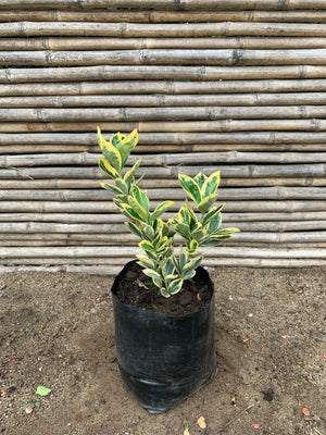 Evónimo Fortunei - Euonymus fortunei (0.2-0.3m)