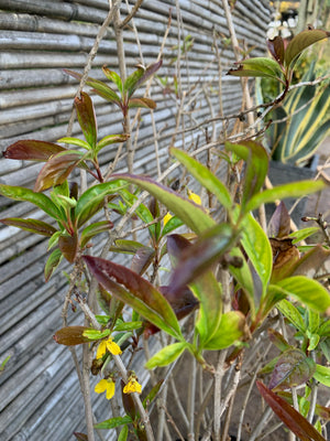Forsitia - Forsythia × intermedia