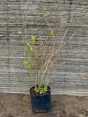 Forsitia - Forsythia × intermedia