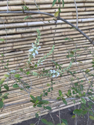 Ilan Ilan - Aloysia looserii