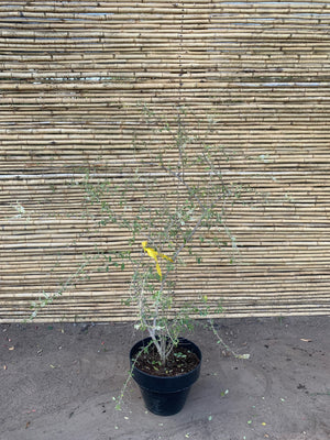 Ilan Ilan - Aloysia looserii