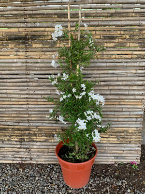 Jazmín Solano - Solanum Jasminoides