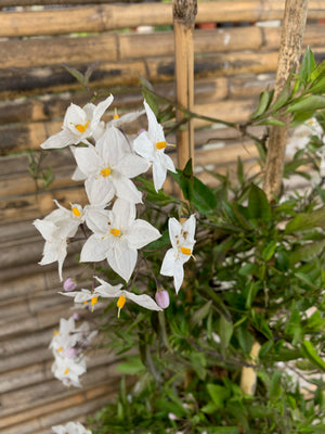 Jazmín Solano - Solanum Jasminoides