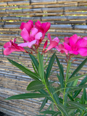 Laurel de Flor (Fucsia)