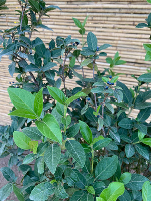 Laurentina - Viburnum tinus (1)