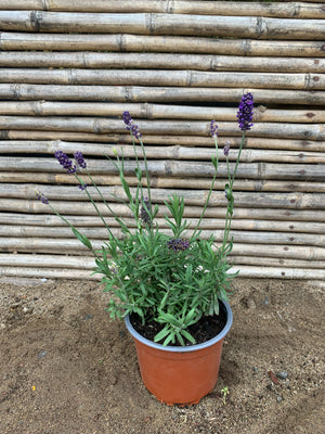Lavanda Blue Spear