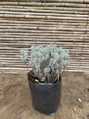Lavanda Enana