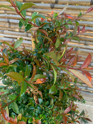 Mirseugenia - Myrceugenia exsucca (2)