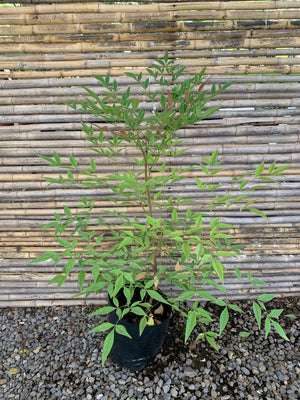 Nandina - Nandina Domestica (1)