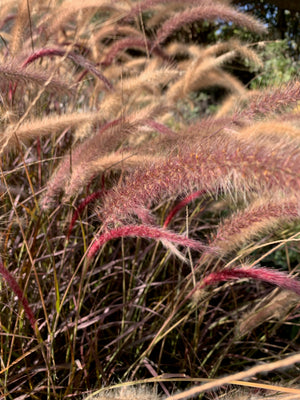 Penisetum Rojo - Pennisetum atropurpurea