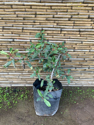 Photinia - Photinia Serrulata (60 - 90 cm)