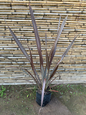 Pita Roja - Phormium tenax atropurpurea