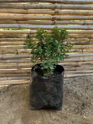 Rhus - Rhus Crenata (20cm)