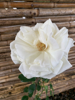 Rosa Perfumada Blanca - White Perfumella