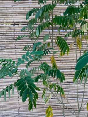 Mayú - Sophora macrocarpa