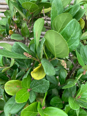 Viburno Rotundifolia - Viburnum Rhytidophyllum