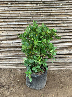 Viburno Rotundifolia - Viburnum Rhytidophyllum