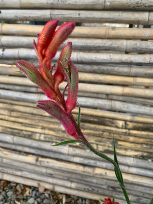 Anigozanthos (ROJO)