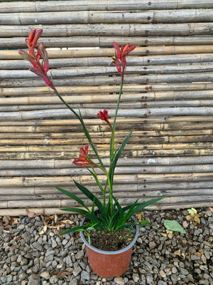 Anigozanthos (ROJO)