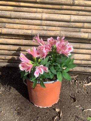 Astromerida enanas (Rosado Claro)