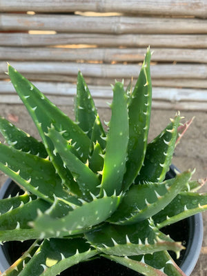 Aloe diente de cocodrilo